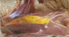 現(xiàn)在青年雞最嚴重的是什么？