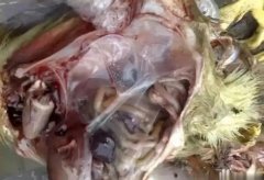 黃病毒在南方各個(gè)地區(qū)多發(fā)，這里帶你了解黃病