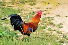 肉雞養(yǎng)殖成本要如何控制？