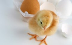 肉雞科學用藥指導！（技術(shù)）