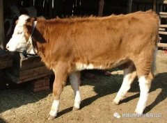 肥牛養(yǎng)殖過程中存在的問題，應(yīng)該如何進(jìn)行解決