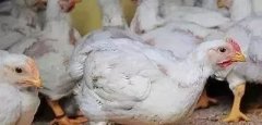 支原體感染的發(fā)展過程及臨床癥狀！！!