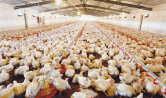 肉雞壞死性腸炎飼料報(bào)酬低，整齊度差嚴(yán)重影響